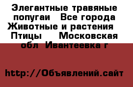 Элегантные травяные попугаи - Все города Животные и растения » Птицы   . Московская обл.,Ивантеевка г.